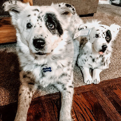 red tri aussie stuffed animal