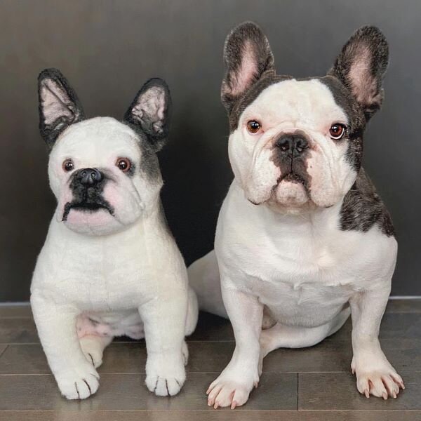 american bulldog stuffed animal