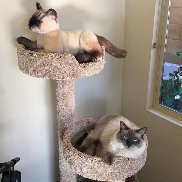petsies cat