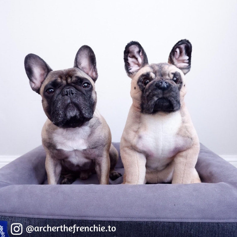 plushies that look like your pet
