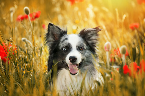 Personalized Border Collie Stuffed Animal Plush Lookalike