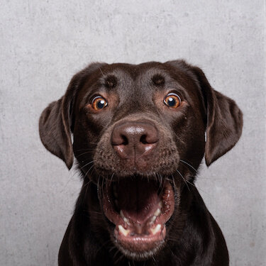 chocolate lab stuffed animal