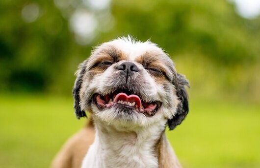 brown shih tzu stuffed animal