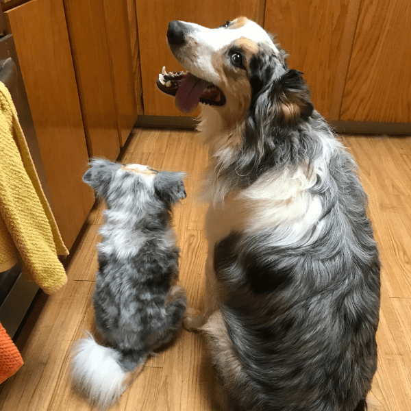 australian shepherd plush toy