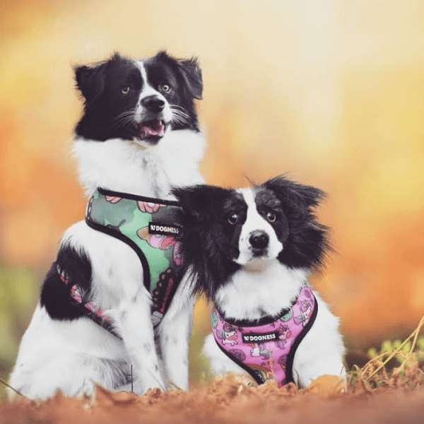 Custom Australian Shepherd Stuffed Animals Petsies (Official Site)