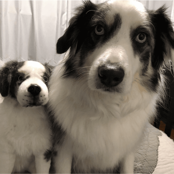 petsie stuffed animals