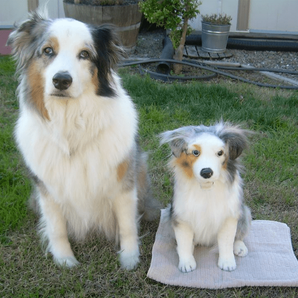 white shepherd stuffed animal