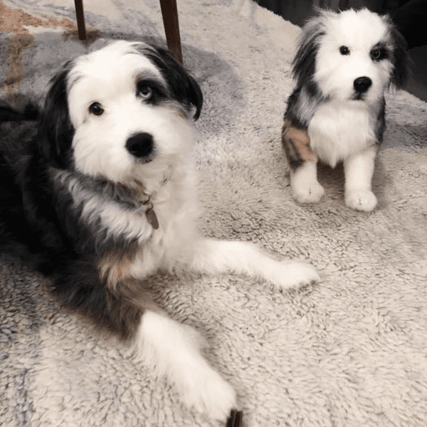 australian shepherd plush 4