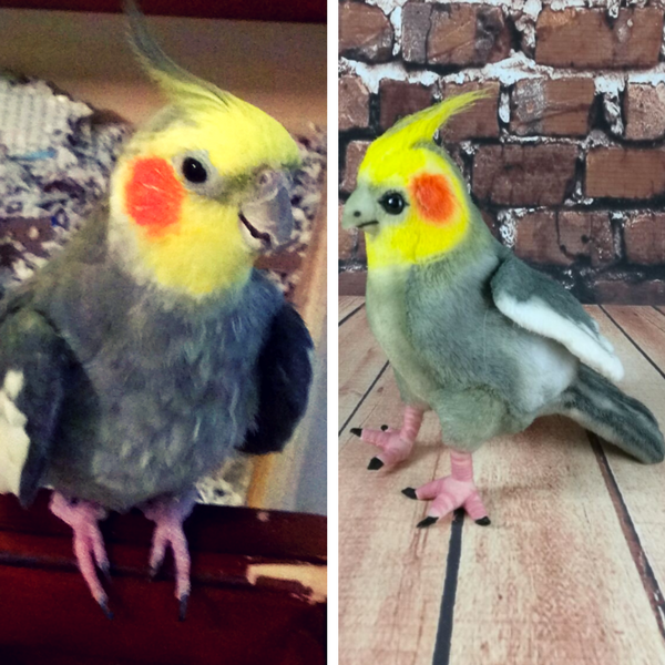 mypetsies reviews