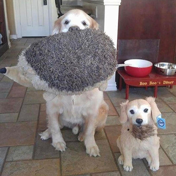 petsies dog