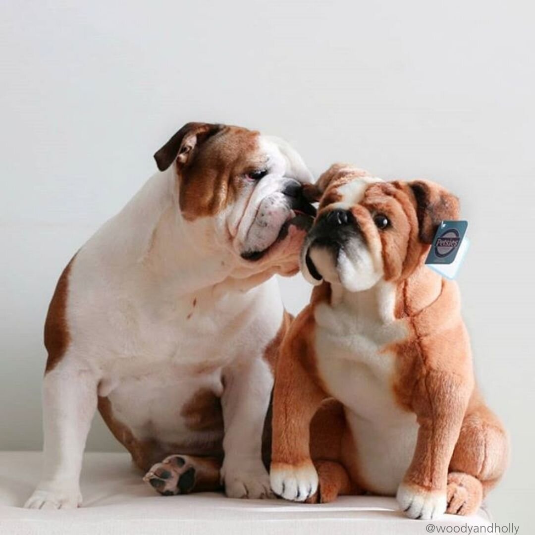 life size bulldog stuffed animal