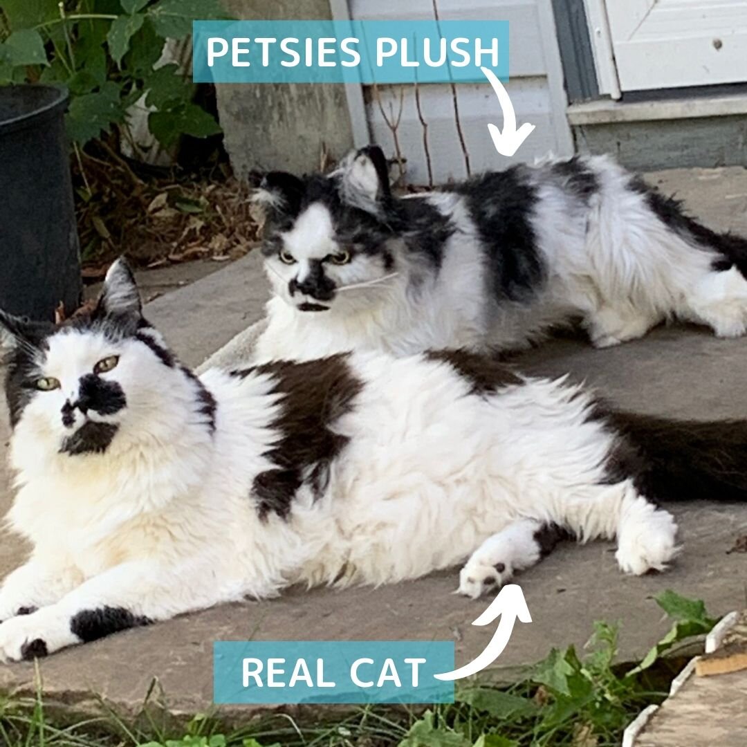 stuffed animals that look like your cat