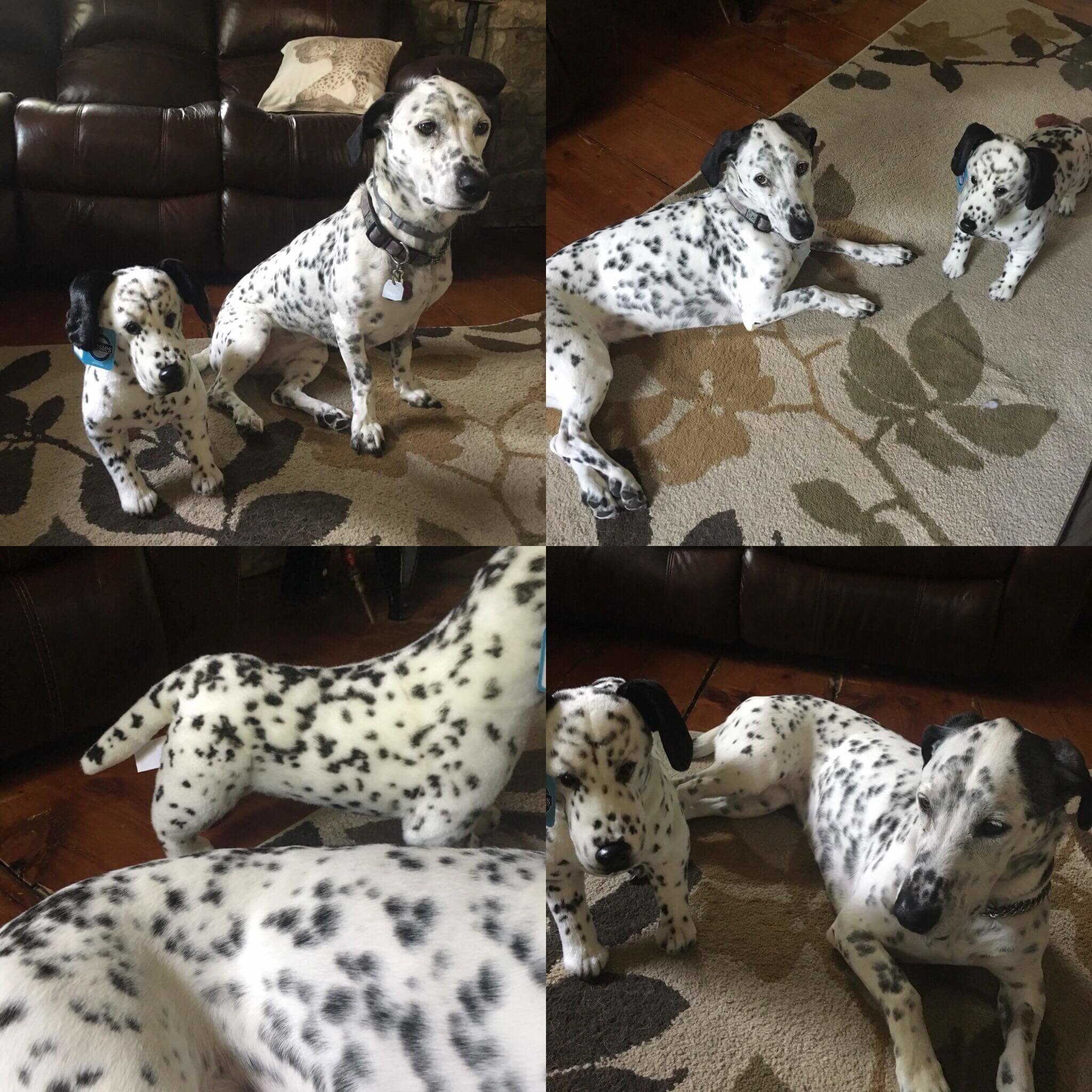 petsies plush