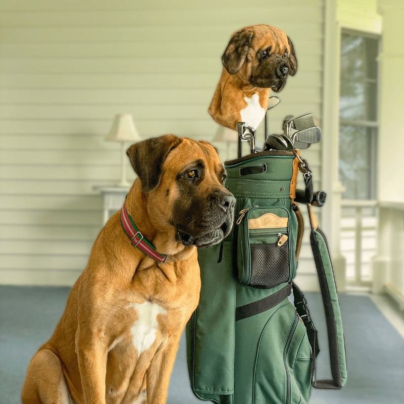 turn your pet's photo into a blanket