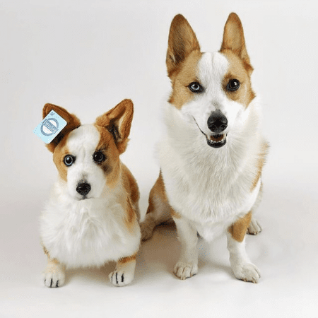 big corgi stuffed animal