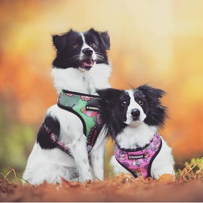 personalized dog stuffed animals