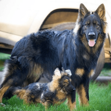 realistic stuffed puppies