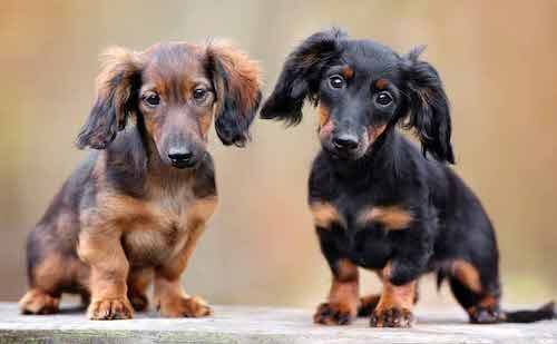 realistic stuffed dachshund