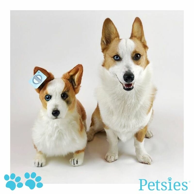 Custom Stuffed Animals of Pets, 100% Quality Guarantee | Petsies