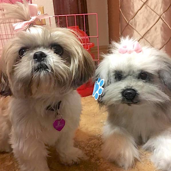 black and white shih tzu plush