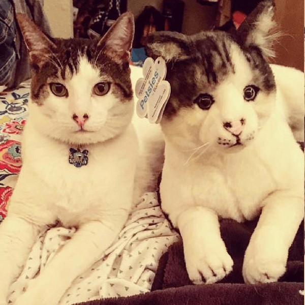 petsies plush