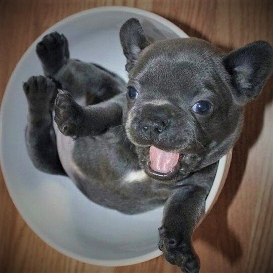 soft toy french bulldog