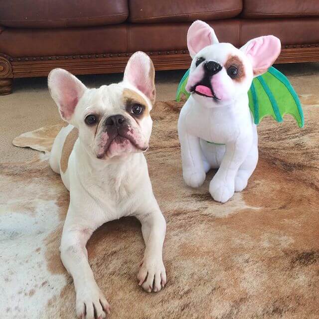 stuffed french bull dog