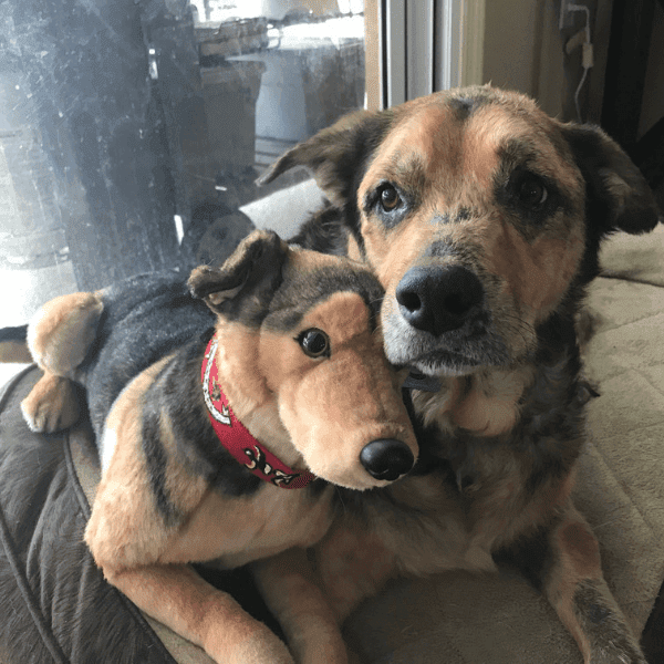 german shepherd plush 1