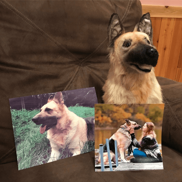 realistic german shepherd stuffed animal