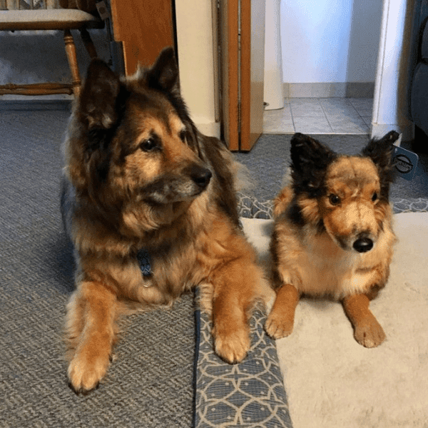 Sable german shepherd stuffed animal shop