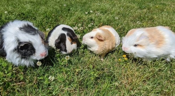 Popular Guinea Pig Mouse Hamster Pet Learning Resources Miniature Plush Animls