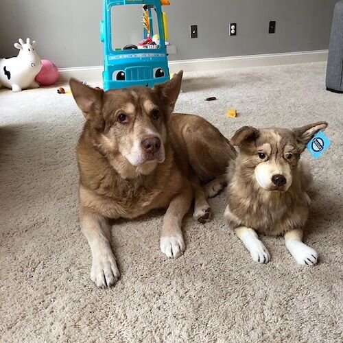 brown husky stuffed animal