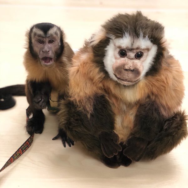 realistic stuffed monkey
