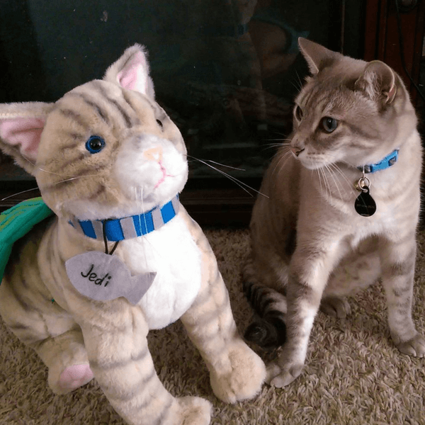 petsies plush