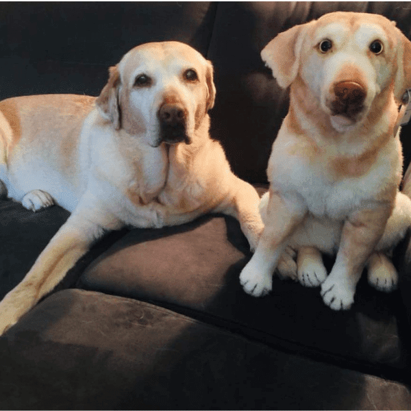 stuffed yellow lab puppy
