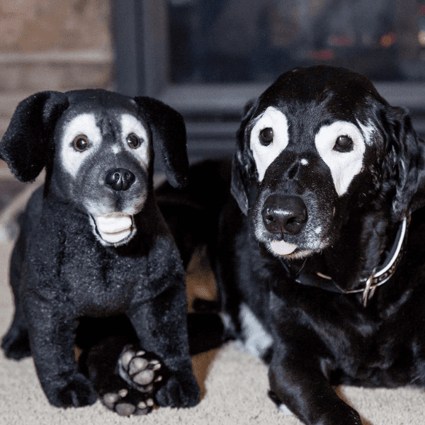 Labrador Retriever Stuffed Animal Plush Large Dog Black Kids Toys Very Soft New 