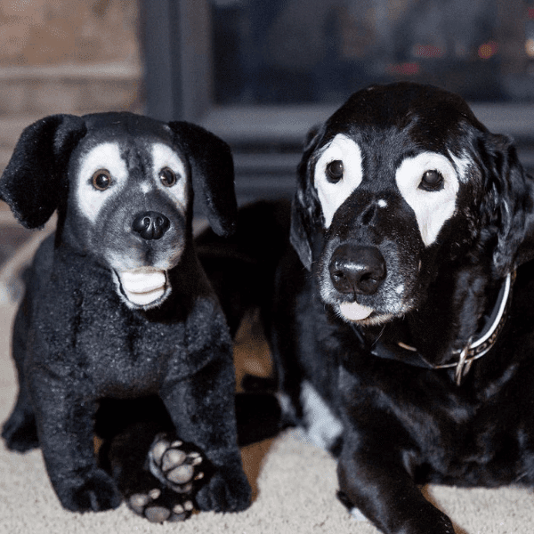 lab stuffed animal