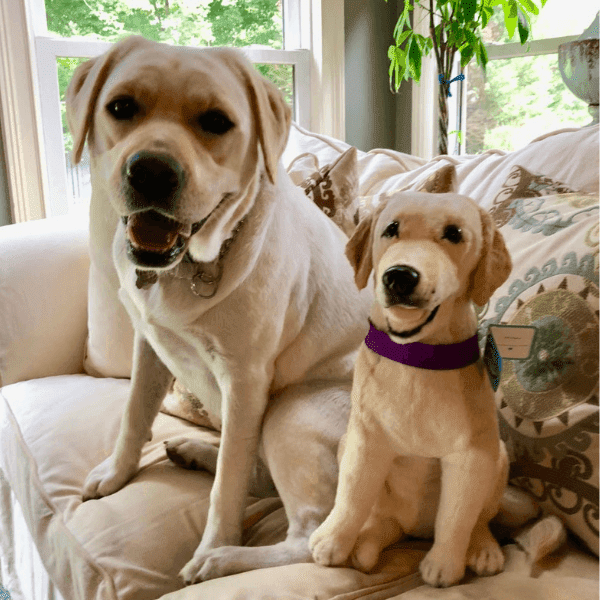 labrador puppy stuffed animals