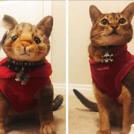 mypetsies reviews