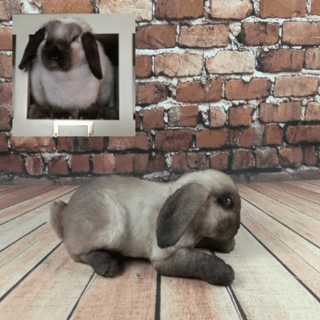 gray bunny stuffed animal