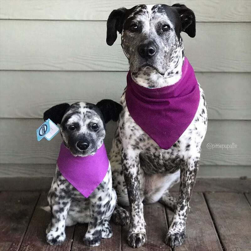 make your own dog stuffed animal