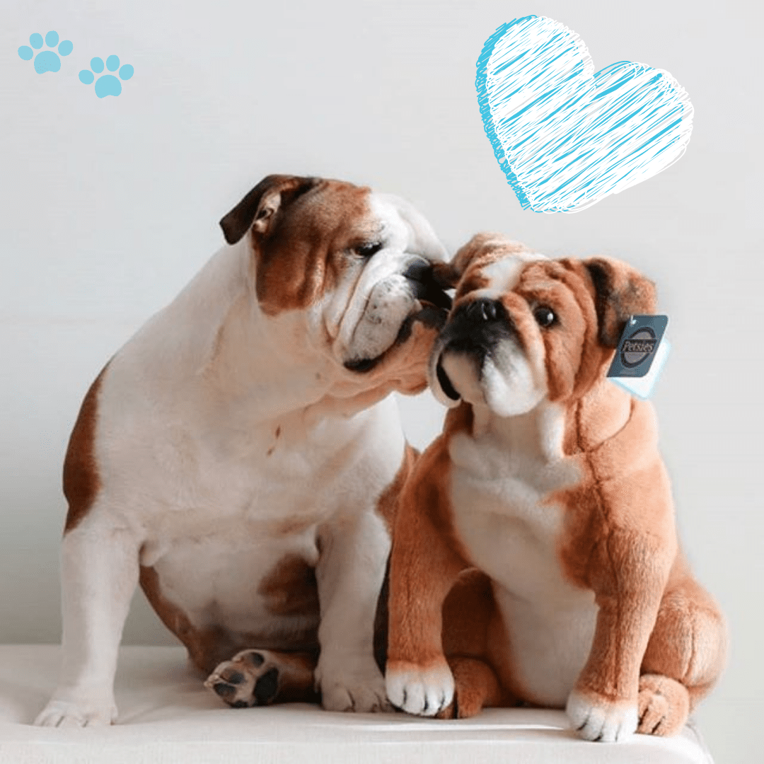 petsies plush