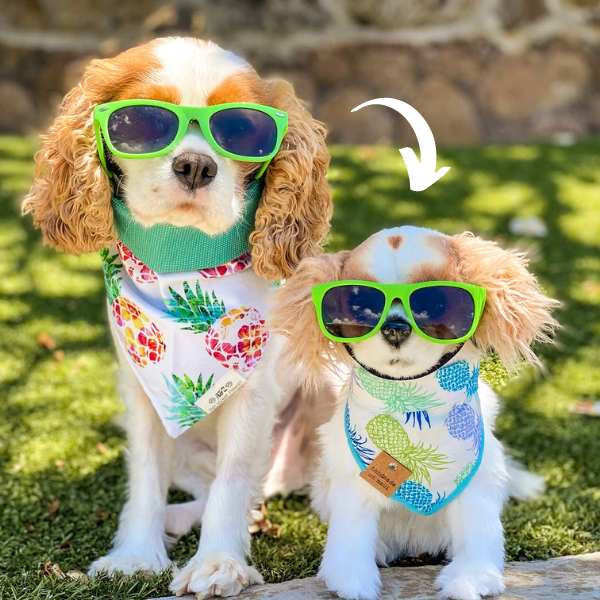 personalized pet gift holiday