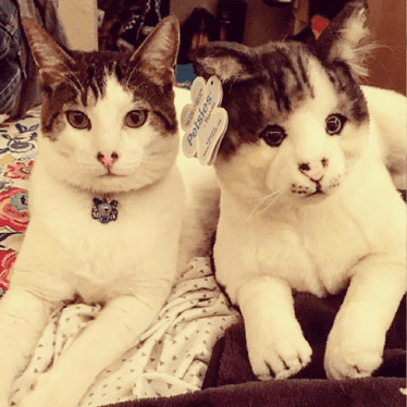Make a Custom Stuffed Animal of Your Cat | Petsies