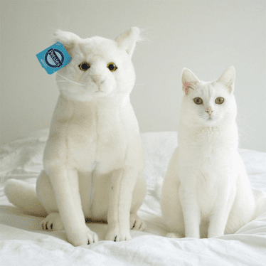 stuffed toys for cats