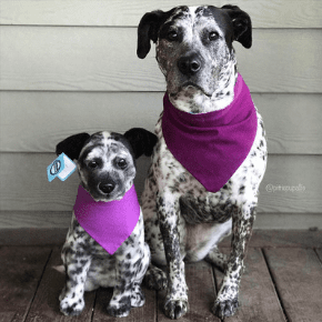 personalized dog stuffed animals