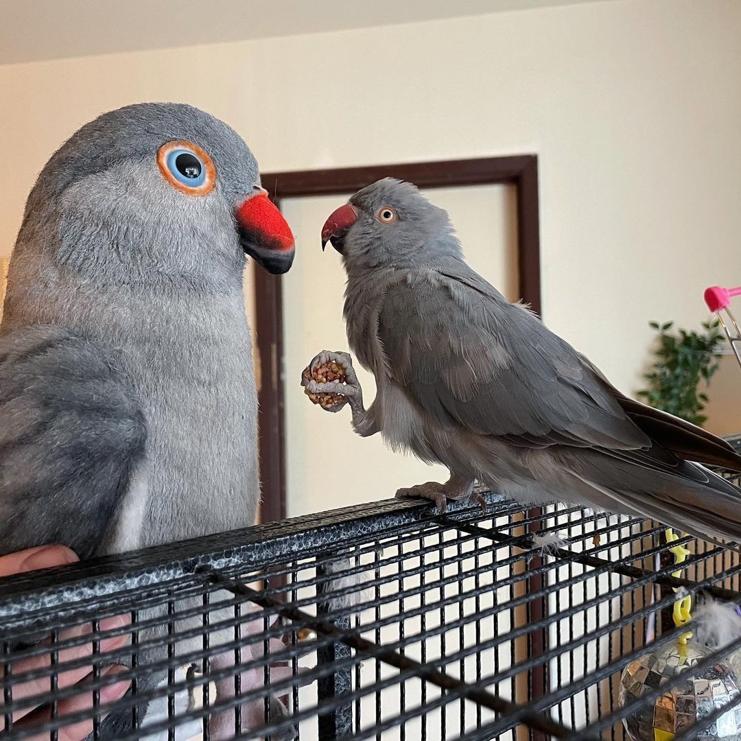 Bird Stuffed Animals - Bird Plushies | My Petsies Bird Stuffed Animals - Bird Plushies | My Petsies