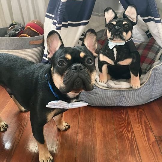 petsies plush