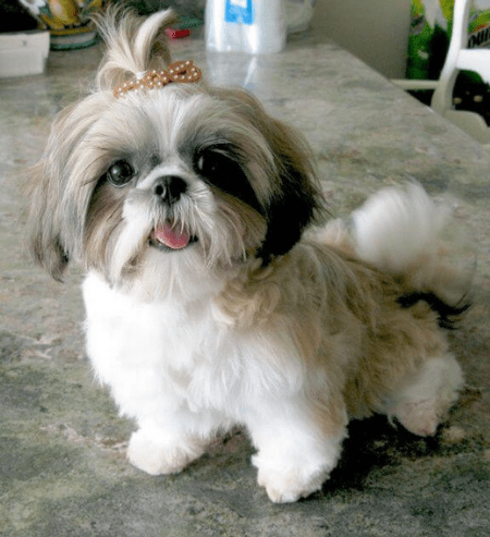 black shih tzu stuffed animal