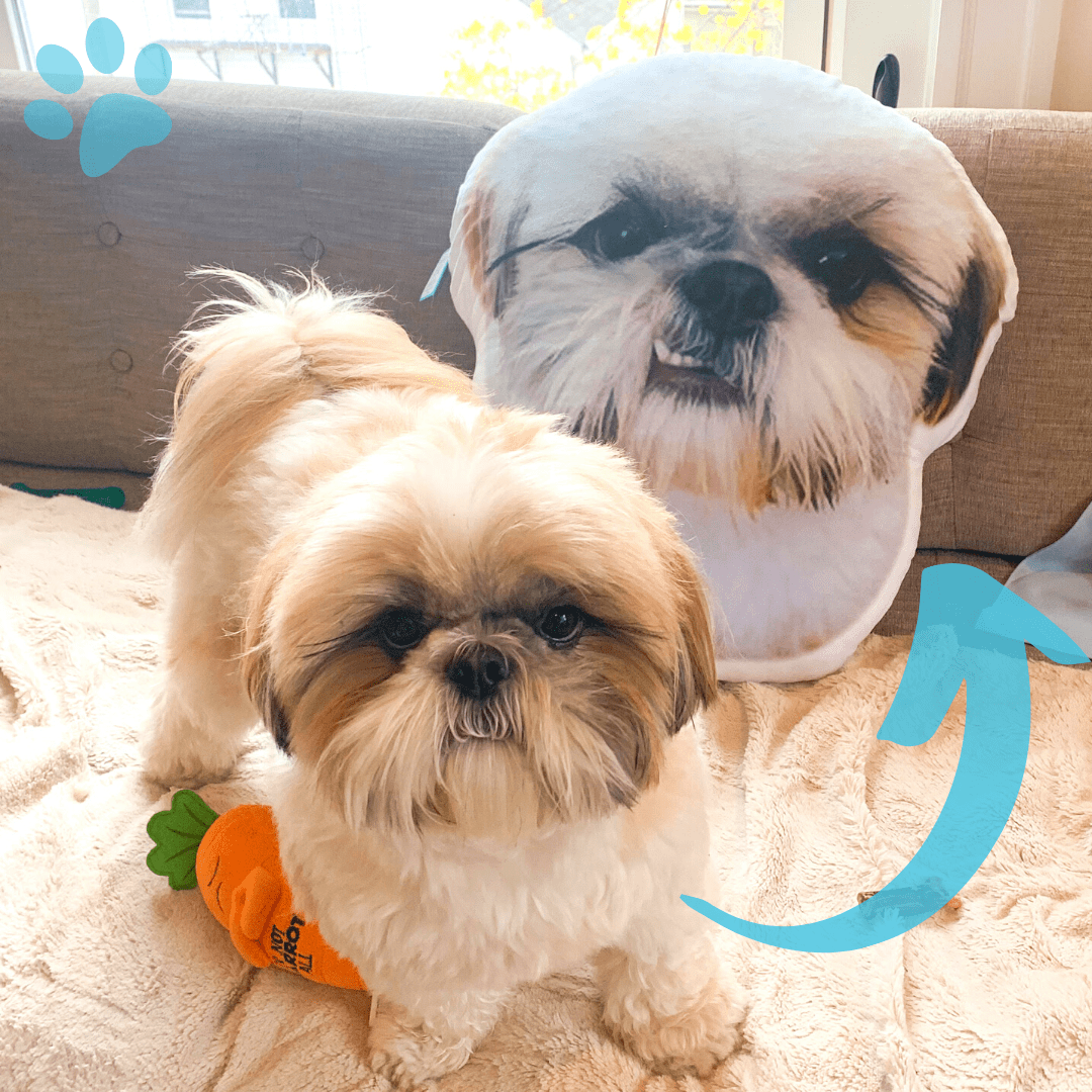 pet pillow 